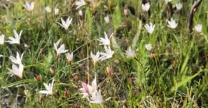 Grootbos Foundation Teams in the Fynbos