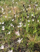 Grootbos Foundation Teams in the Fynbos