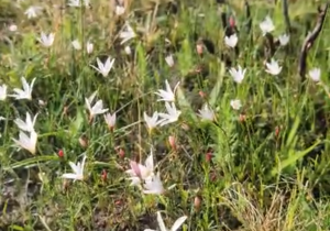 Grootbos Foundation Teams in the Fynbos