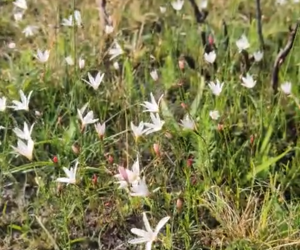 Grootbos Foundation Teams in the Fynbos
