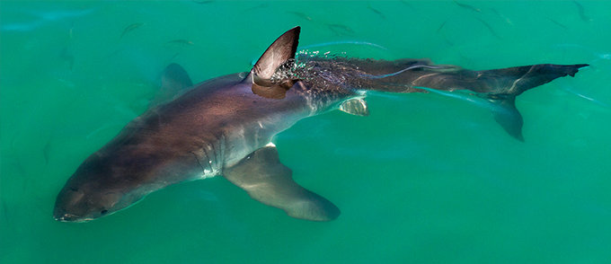 great-white-sharks-of-gansbaai-south-africa_1