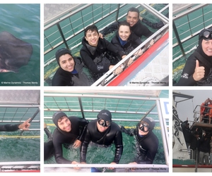 Daily Blog: 15 July 2026 | Shark Cage Diving in South Africa