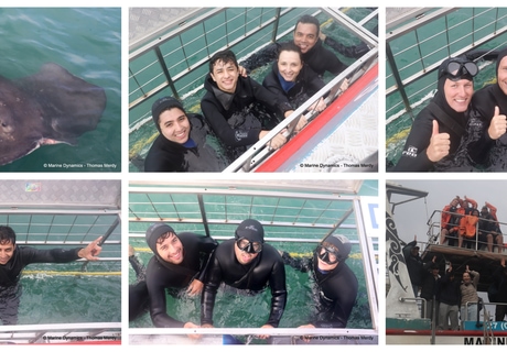 Daily Blog: 15 July 2026 | Shark Cage Diving in South Africa