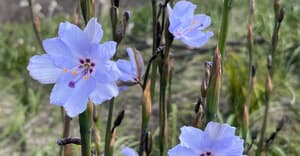 Conservation Team Rapid Bioblitz & Invasive Clearing Priority Site