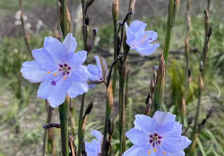 Conservation Team Rapid Bioblitz & Invasive Clearing Priority Site