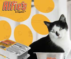 Healthy Raw Cat Food | Doggobone Alfie's Only R20