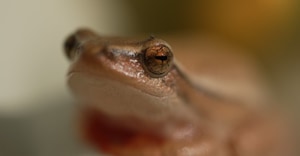 Arum Lily Frog and Eight-Day Curebush in the Overberg