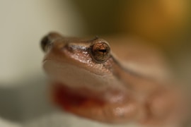 Arum Lily Frog and Eight-Day Curebush in the Overberg