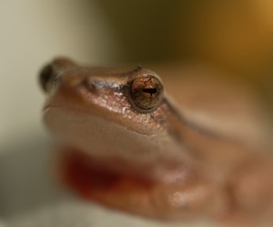 Arum Lily Frog and Eight-Day Curebush in the Overberg