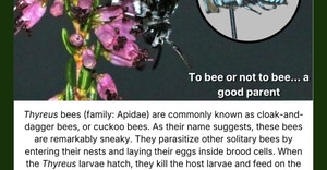 Meet the Cloak-and-Dagger Bee