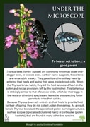 Meet the Cloak-and-Dagger Bee