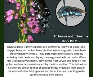 Meet the Cloak-and-Dagger Bee