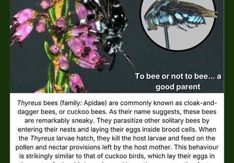 Meet the Cloak-and-Dagger Bee
