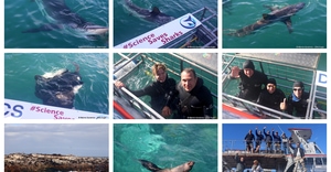 Daily Blog: 21 July 2026 | Shark Cage Diving in South Africa