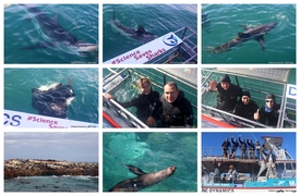 Daily Blog: 21 July 2026 | Shark Cage Diving in South Africa