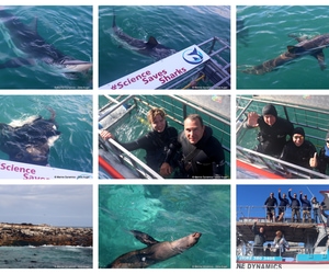 Daily Blog: 21 July 2026 | Shark Cage Diving in South Africa