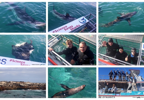 Daily Blog: 21 July 2026 | Shark Cage Diving in South Africa