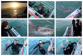 Daily Blog: 28 July 2026 | Shark Cage Diving in South Africa