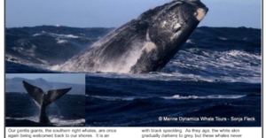 New Edition of Gans-Berg Nuus / News - 31 July 2026
