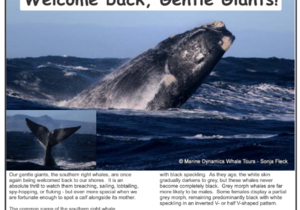 New Edition of Gans-Berg Nuus / News - 31 July 2026