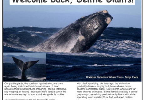 New Edition of Gans-Berg Nuus / News - 31 July 2026