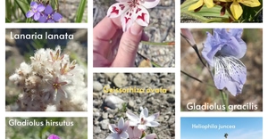 Grootbos Fynbos Flowers and Conservation