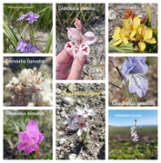 Grootbos Fynbos Flowers and Conservation