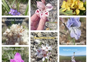 Grootbos Fynbos Flowers and Conservation