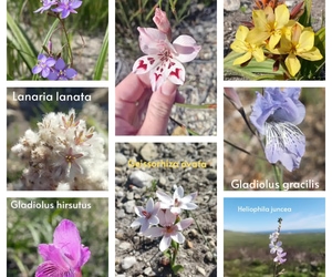 Grootbos Fynbos Flowers and Conservation