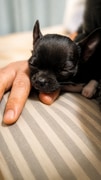 Help Give Gizmo a Brighter Tomorrow