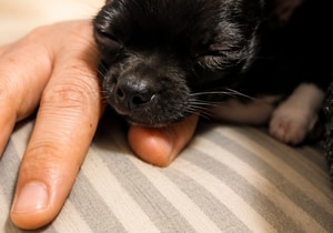Help Give Gizmo a Brighter Tomorrow