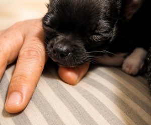 Help Give Gizmo a Brighter Tomorrow