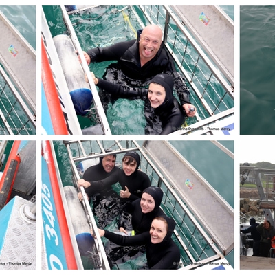 Daily Blog: 04 August 2026 | Shark Cage Diving in South Africa