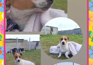 Meet Pieksie - A Sweet 7-Month-Old Looking for a Loving Home