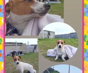 Meet Pieksie - A Sweet 7-Month-Old Looking for a Loving Home