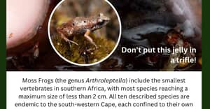 Tiny Moss Frog Steals the Spotlight