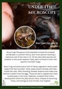 Tiny Moss Frog Steals the Spotlight