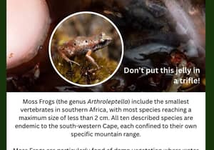 Tiny Moss Frog Steals the Spotlight