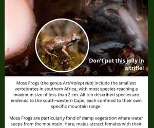 Tiny Moss Frog Steals the Spotlight