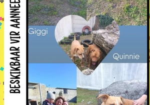 Gigi and Quinnie Are Still Waiting for Their Forever Homes