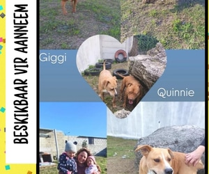 Gigi and Quinnie Are Still Waiting for Their Forever Homes