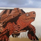 Mural - Gorgeous Gansbaai ARTS Project - Xplorio™ Gansbaai