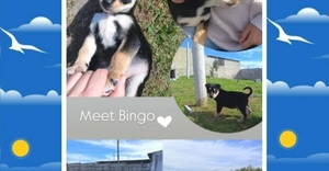 Meet Bingo!