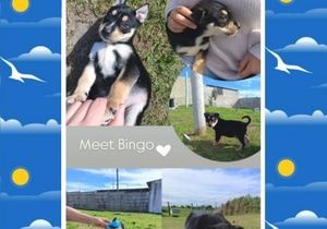 Meet Bingo!