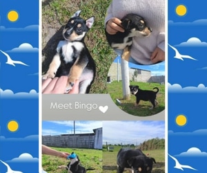 Meet Bingo!