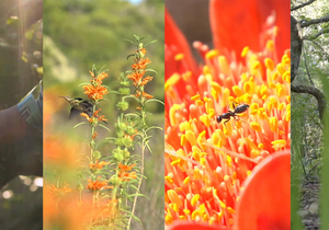 A Poem Inspired by Walker Bay: Siphokazi Jonas’ Fynbos Story
