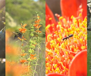 A Poem Inspired by Walker Bay: Siphokazi Jonas’ Fynbos Story