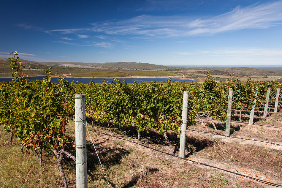 Photo of the vineyards on the Elim Wine Route