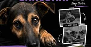 Community Animal Action Sterithon - 16 September 2026