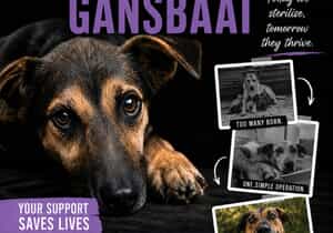 Community Animal Action Sterithon - 16 September 2026